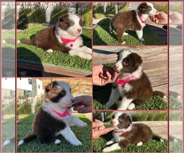 Medium Photo #1 Border Collie Puppy For Sale in NEWPORT BEACH, CA, USA