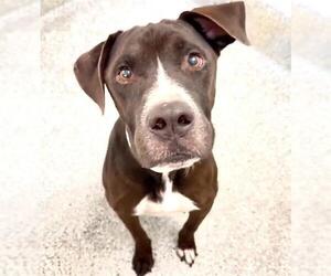 Labrador Retriever-Unknown Mix Dogs for adoption in Houston, TX, USA