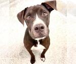 CHUCHO - Male Labrador Retriever-Unknown Mix Dog for Adoption - Small photo
