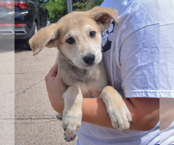 Medium Photo #3 Anatolian Shepherd-German Shepherd Dog Mix Puppy For Sale in Huntley, IL, USA