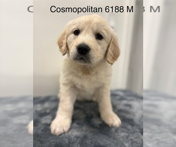Medium Photo #1 Golden Retriever Puppy For Sale in Studio City, CA, USA