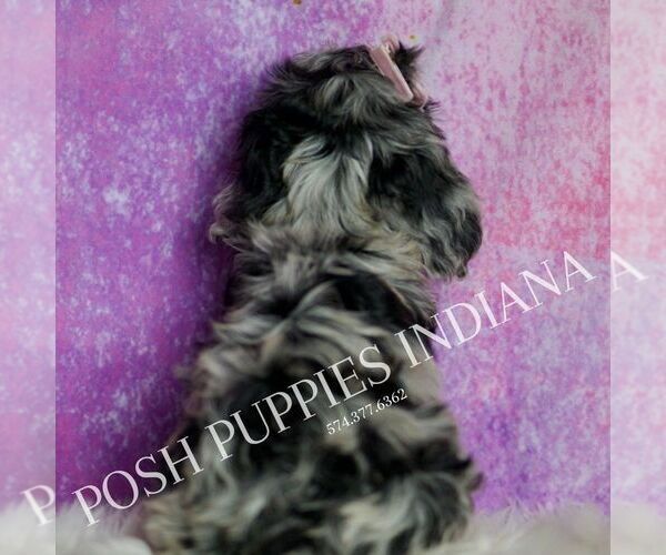 Medium Photo #7 Cavapoo (Miniature) Puppy For Sale in WARSAW, IN, USA