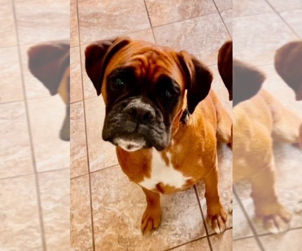 Medium Photo #1 Boxer Puppy For Sale in ONTARIO, CA, USA