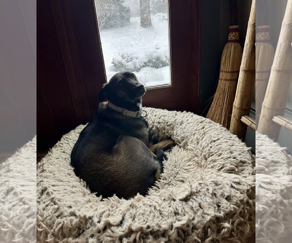Medium Photo #4 Mutt Puppy For Sale in Wakefield, RI, USA
