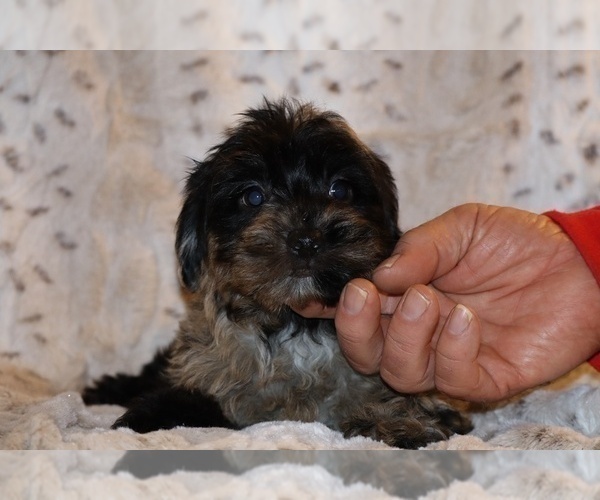 Medium Photo #4 Yorkiepoo mix (+ Poodle Toy) Puppy For Sale in DYERSBURG, TN, USA