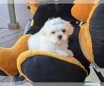 Small #2 Maltese