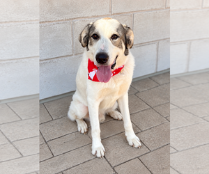 Oreo - Male Great Pyrenees-Unknown Mix Dog for Adoption - Photo #2