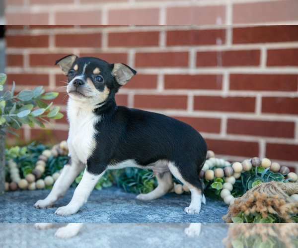 Medium Photo #16 Chihuahua Puppy For Sale in NEW HOLLAND, PA, USA