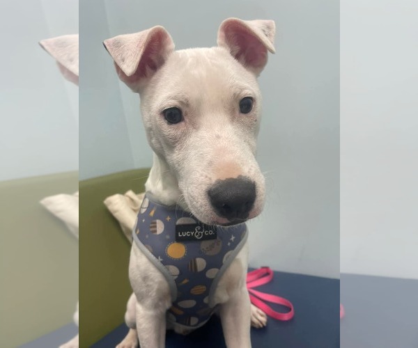 Medium Photo #10 Mutt Puppy For Sale in Holly Springs, NC, USA