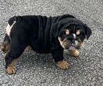Small Photo #3 Bulldog Puppy For Sale in CHATTANOOGA, TN, USA
