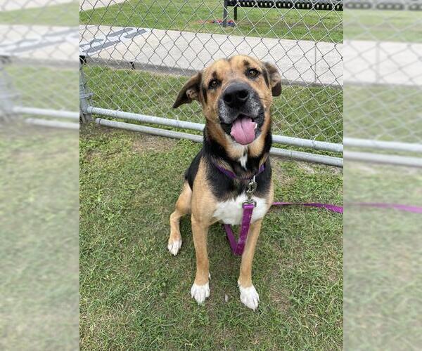 Medium Photo #2 German Shepherd Dog-Unknown Mix Puppy For Sale in Corpus Christi, TX, USA