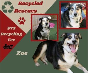 Siberian Husky-Unknown Mix Dogs for adoption in Lindsay, CA, USA