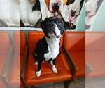 Small Photo #2 Mutt Puppy For Sale in Martinsburg, WV, USA