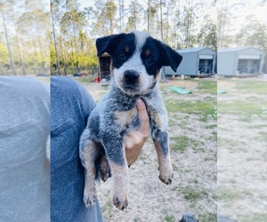 Australian Cattle Dog Puppy for sale in STEINHATCHEE, FL, USA