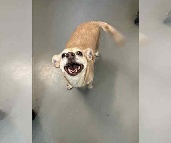 Medium Photo #1 Chihuahua-Unknown Mix Puppy For Sale in Rockaway, NJ, USA