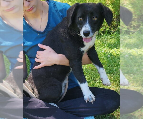 Medium Photo #4 Australian Shepherd-Beagle Mix Puppy For Sale in Wetumpka, AL, USA