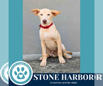 Small #1 Huskies -Labrador Retriever Mix