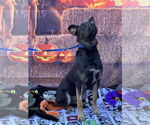 Small #2 Mutt