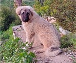 Small #3 Anatolian Shepherd