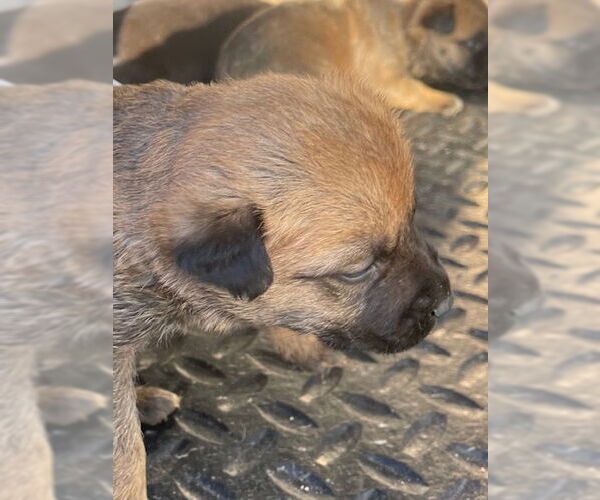 Medium Photo #1 Mutt Puppy For Sale in HESPERIA, CA, USA