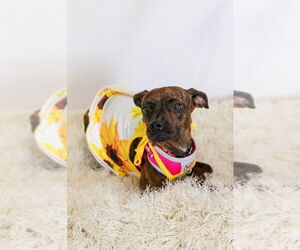 Italian Greyhuahua Dogs for adoption in The Woodlands, TX, USA