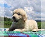 Small Photo #6 English Cream Golden Retriever Puppy For Sale in WAYNESBORO, PA, USA