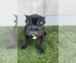 Small #6 French Bulldog