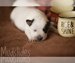 Australian Cattle Dog Puppy for sale in PILOT, VA, USA