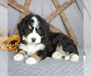 Bernedoodle-Poodle (Miniature) Mix Puppy for sale in SUNBURY, PA, USA