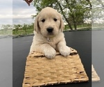 Small Photo #10 Golden Retriever Puppy For Sale in RICHMOND, VA, USA