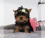 Small #3 Yorkshire Terrier