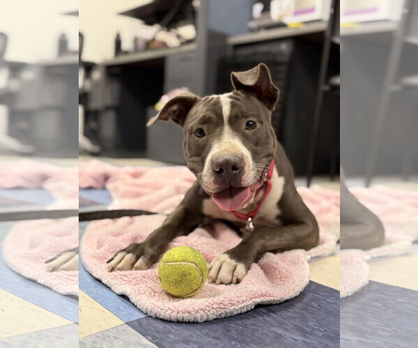 Medium Photo #3 Mutt Puppy For Sale in Philadelphia, PA, USA