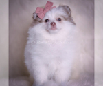 Puppy Cammie Pomeranian
