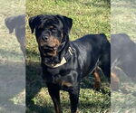 Small #5 Rottweiler