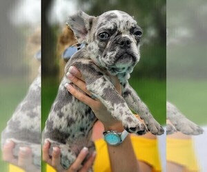 French Bulldog Puppy for sale in MIAMI, FL, USA
