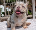 Small Photo #27 French Bulldog Puppy For Sale in GOSHEN, IN, USA