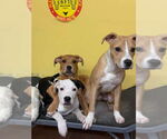 Small #4 American Pit Bull Terrier Mix
