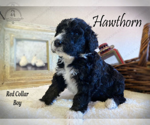 Bernedoodle Puppy for Sale in YUKON, Oklahoma USA
