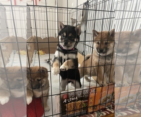 Full screen Photo #8 Shiba Inu Puppy For Sale in DENVER, CO, USA