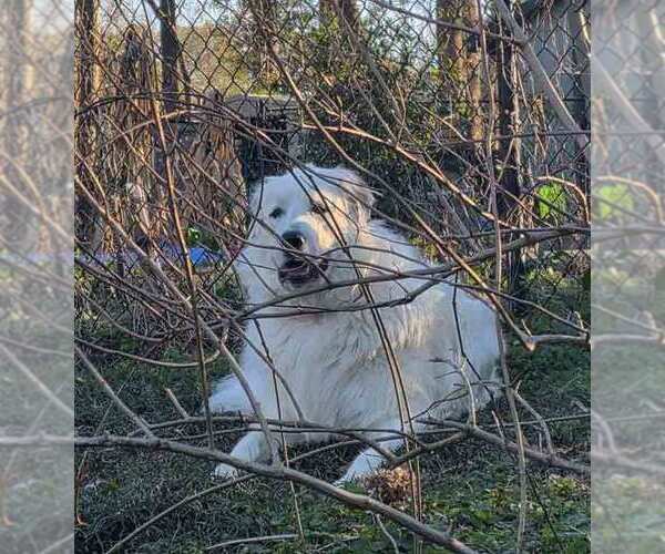 Medium Photo #6 Great Pyrenees Puppy For Sale in Kennesaw, GA, USA