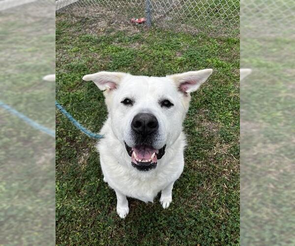 Medium Photo #1 Great Pyrenees-Unknown Mix Puppy For Sale in Corpus Christi, TX, USA