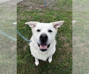 Great Pyrenees-Unknown Mix Dogs for adoption in Corpus Christi, TX, USA