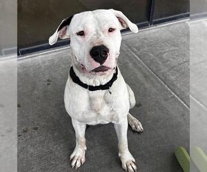 Argentinian Mastiff Dogs for adoption in Denver, CO, USA