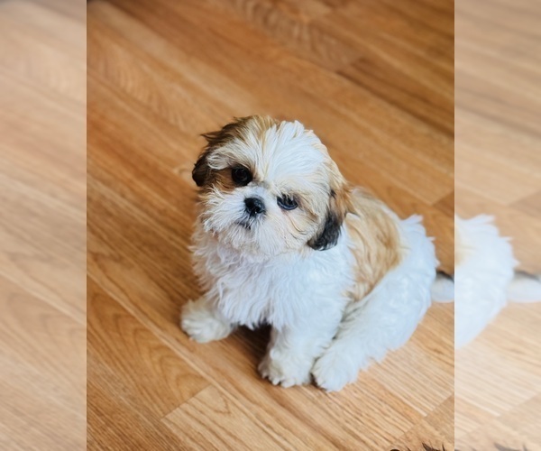 Medium Photo #2 Shih Tzu Puppy For Sale in ORLANDO, FL, USA
