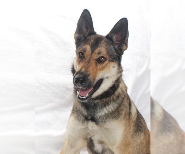 Medium Photo #1 Australian Kelpie-German Shepherd Dog Mix Puppy For Sale in Burbank, CA, USA
