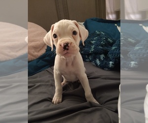 Boxer Puppy for sale in LAFAYETTE, LA, USA