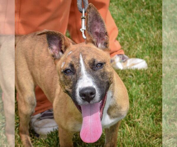Medium Photo #6 Boxer-Bull Terrier Mix Puppy For Sale in Huntley, IL, USA