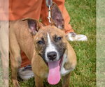 Small #5 Boxer-Bull Terrier Mix