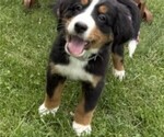 Small Photo #5 Bernese Mountain Dog Puppy For Sale in SPRINGFIELD, OH, USA