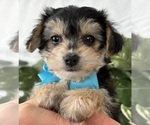Small #14 Morkie
